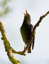 Colorful starling bird outdoor sturnus vulgaris, ÃÂ¡paÃÂek obecny Royalty Free Stock Photo